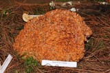 Sparassis americana image