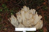 Sebacina sparassoidea image