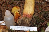 Boletus regius image