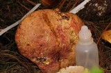 Boletus regius image
