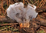 Hydnellum caeruleum image