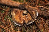 Hydnellum caeruleum image