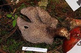 Sarcodon scabrosus image