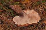 Sarcodon underwoodii image
