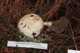 Oudemansiella platensis image