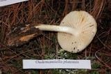 Oudemansiella platensis image