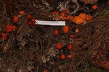 Marasmius spegazzinii image