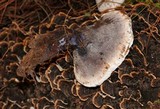 Hydnellum caeruleum image