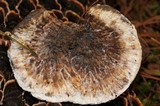 Hydnellum caeruleum image