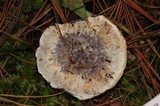 Hydnellum caeruleum image