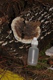 Hydnellum caeruleum image