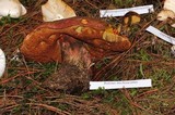 Boletus michoacanus image