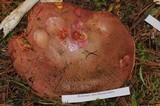 Boletus michoacanus image