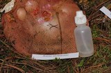 Boletus michoacanus image