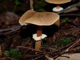 Cystoderma fallax image