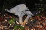 Omphalotus mexicanus image
