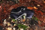 Omphalotus mexicanus image