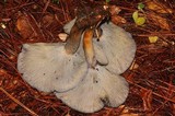 Omphalotus mexicanus image