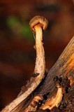 Omphalotus mexicanus image