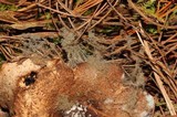 Syzygites megalocarpus image