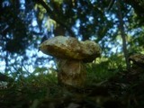 Boletus kluzakii image