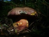 Boletus legaliae image