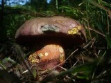 Boletus legaliae image