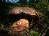 Boletus legaliae image