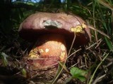 Boletus legaliae image