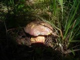 Boletus legaliae image
