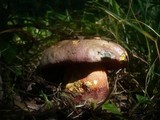 Boletus legaliae image