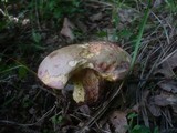 Boletus legaliae image