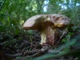 Boletus legaliae image
