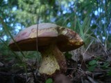 Boletus legaliae image