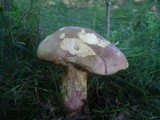 Boletus legaliae image