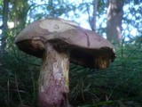 Boletus legaliae image