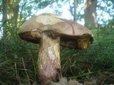 Boletus legaliae image