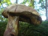 Boletus legaliae image