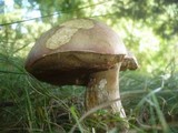 Boletus legaliae image