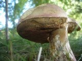 Boletus legaliae image