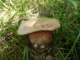 Boletus legaliae image