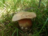 Boletus legaliae image