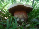 Boletus legaliae image