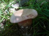 Boletus legaliae image