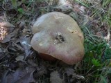 Boletus legaliae image