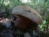 Boletus legaliae image
