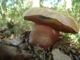 Boletus legaliae image