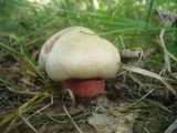 Boletus legaliae image