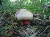 Boletus legaliae image