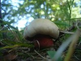 Boletus legaliae image